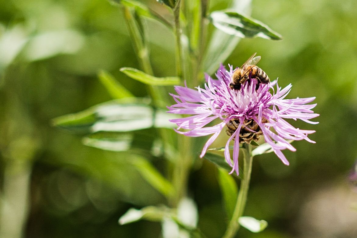 Wild­stau­den im Ein­satz für mehr Bio­di­ver­si­tät