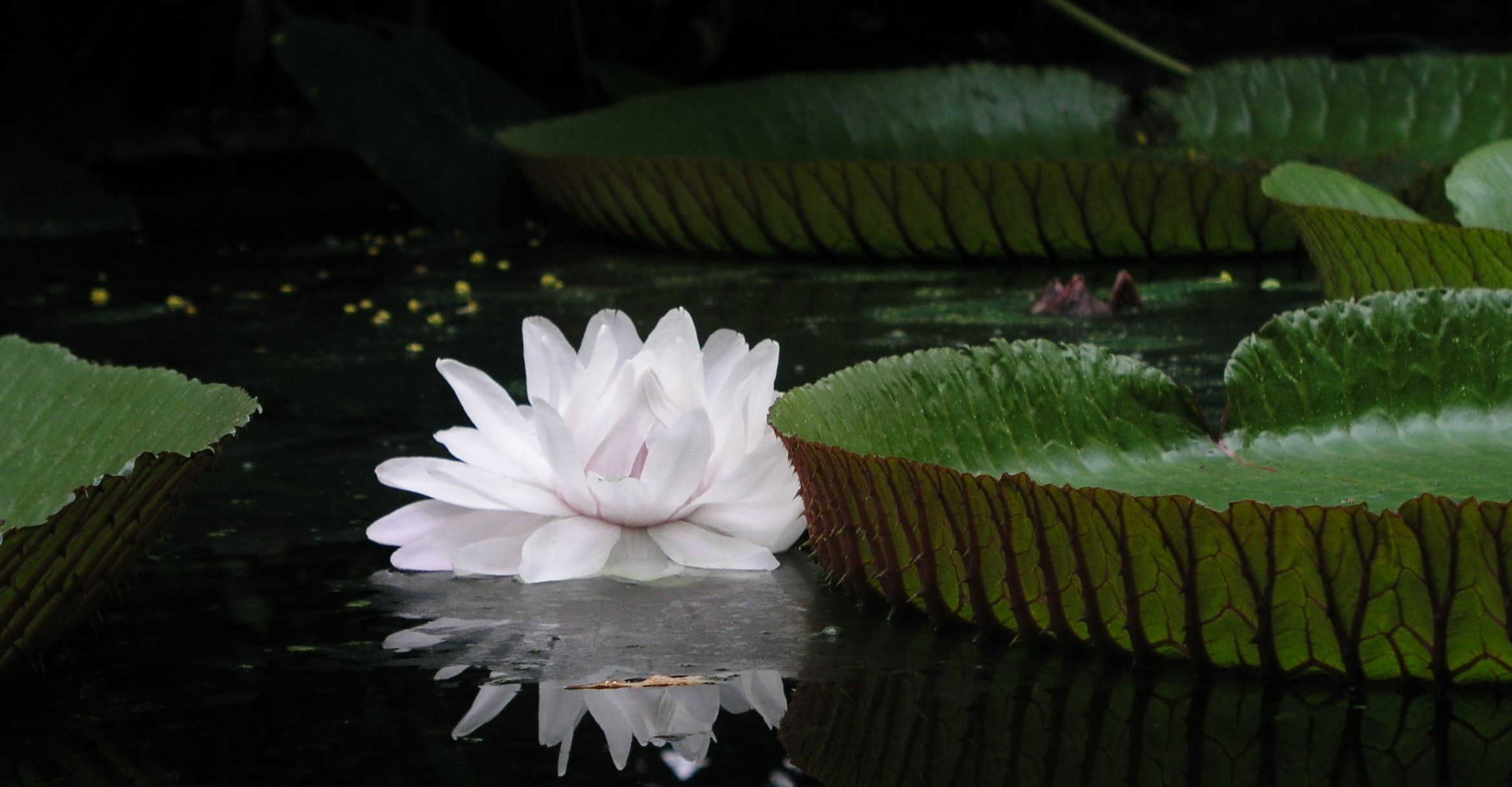 Botanischer Garten